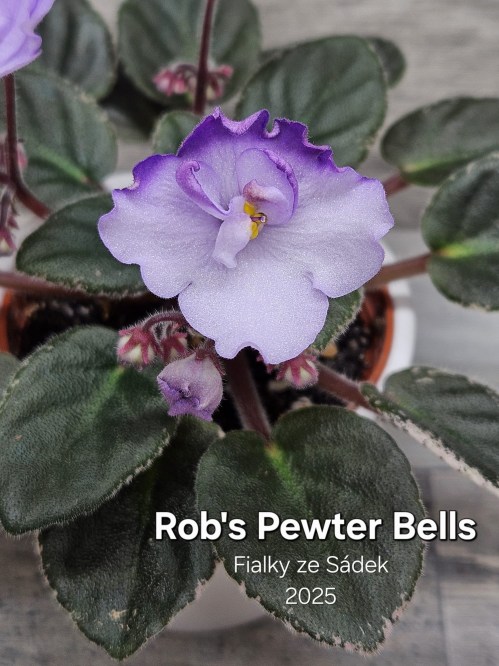 Rob's Pewter Bells